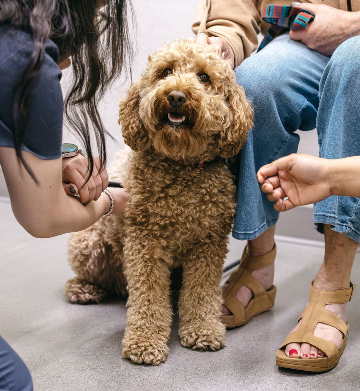 The really cute golden doodle again